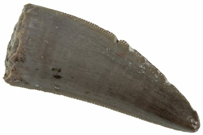 Serrated, Triassic Reptile (Postosuchus?) Tooth - Arizona #231173